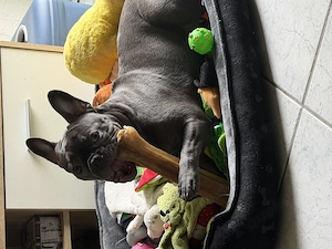 Frenchie Bully 