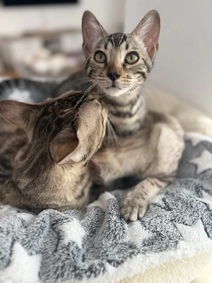 Bengal Kitten von Worldchampion 