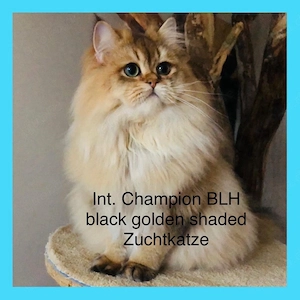 Britisch Langhaar mit Stammbaum,Zuchtkatzen,  BLH, blh