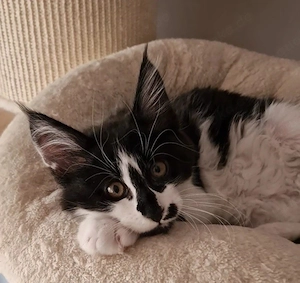 Maine Coon Kitten 