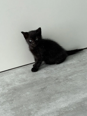 katzenbaby weiblich