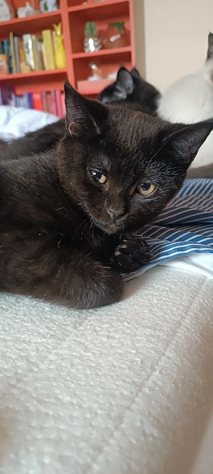 kitten Kätzchen abzugeben 