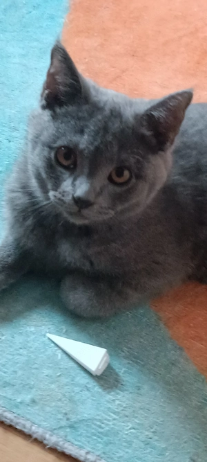 kitten Kätzchen abzugeben 