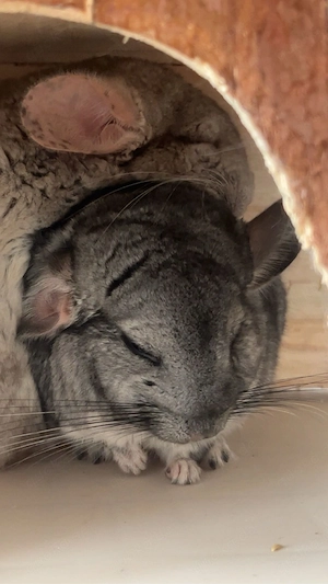 Zwei Chinchillas zum Verkaufen