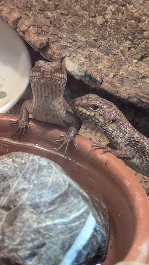 0.0.4 Egernia stokesii CB 2025