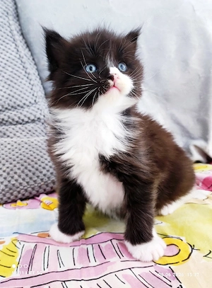 Reinrassige Maine Coon Kitten 