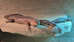 0.0.4 Egernia stokesii CB 2025