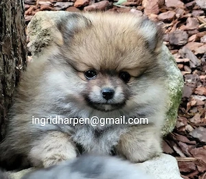 Wunderschöne Pomeranian-Welpen abzugeben