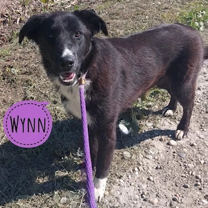 Wynn, traumhaft schöne Junghündin, Bracke Labrador Mix