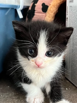 geben kleinen Kater ab