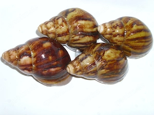 Archachatina marginata ovum, Achatschnecken, Ovums, Schnecken 6-10 cm, je 3  