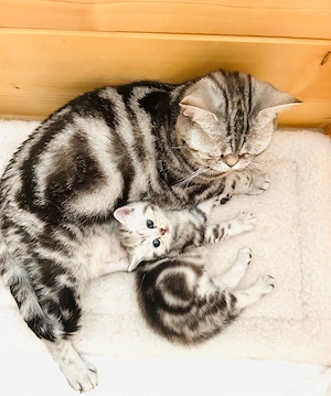 BKH-Kitten Whiskas
