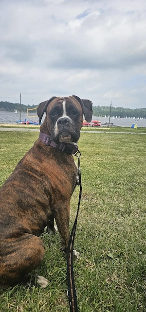 Boxer Deckrüde für unser Boxermädchen Lilly gesucht