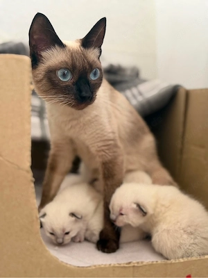 reinrassige siam kitten