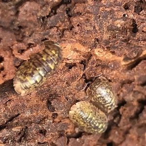 Filipinodillo sp. "Dingalan Giants"   beeindruckende Groß-Asseln  Bild 2