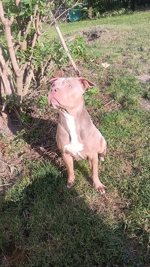*American bully Hündin mit Abkc papieren*