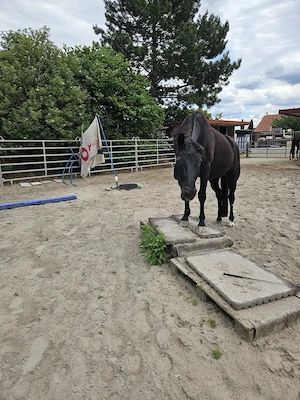Offenstallplatz in Rheindürkheim ab sofort frei Bild 4