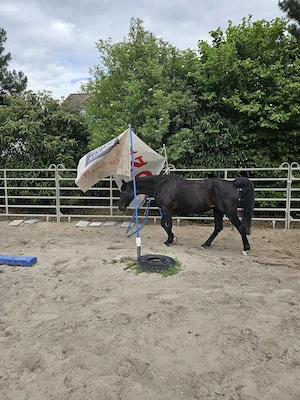 Offenstallplatz in Rheindürkheim ab sofort frei Bild 5