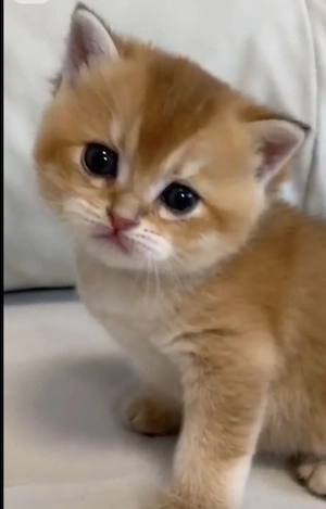Bkh kitten 
