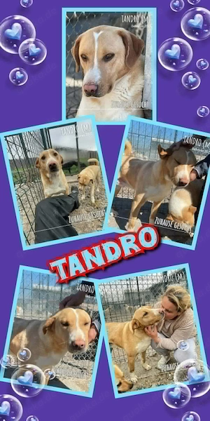 offener, fröhlicher, hübscher, mit Artgenossen super verträglicher Rüde "Tandro" sucht ein Zuhause