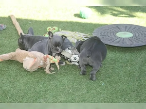 Reinrassige Französische Bulldoggen Welpen in Blue suchen Traumzuhause