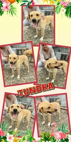 fröhliche, freundliche, liebe, wunderschöne Hündin "Tundra" sucht ein Zuhause