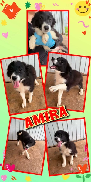 liebes, wunderschönes, menschenbezogenes Welpenmädchen "Amira" sucht ein Zuhause 