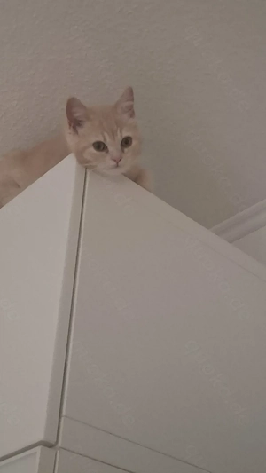BKH Kitten abgabebereit