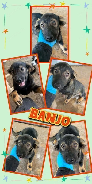 wunderschöner Welpenjunge "Banjo" sucht ein liebevolles Zuhause