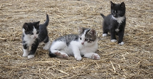 Bauernhof-Kitten abzugeben