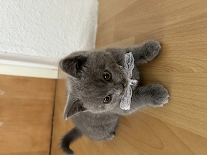 Männliches BKH Kitten 