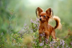 Suche Hund (Welpe) - kleinbleibend