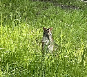 Parma Känguru Wallaby klein, Mädchen oder Pärchen evtl. mit Lieferung 