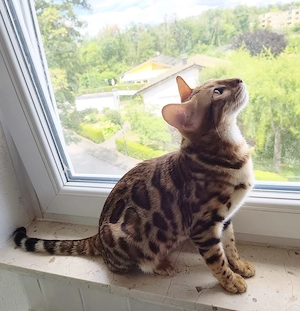 Wunderschöne Bengalkitten, Brown Rosetted, liebevolle Hobbyaufzucht