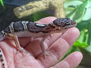 Leopardgecko Männchen - Eublepharis macularius - Gecko 