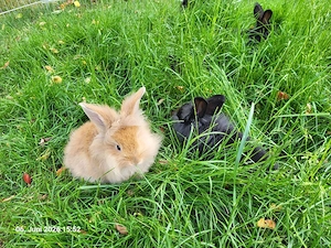English Angora Widder mix hasen 