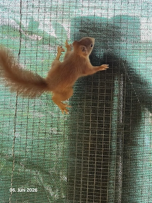 Europäische Eichhörnchen 