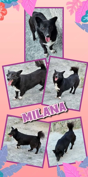 liebe, super verträgliche, menschenbezogene, hübsche Hündin "Milana" sucht ein Zuhause