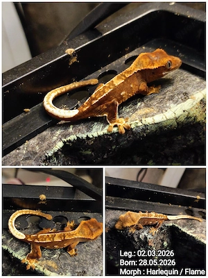 Neukaledonische Kronengecko Correlophus ciliatus