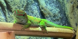 Madagaskar-Taggecko