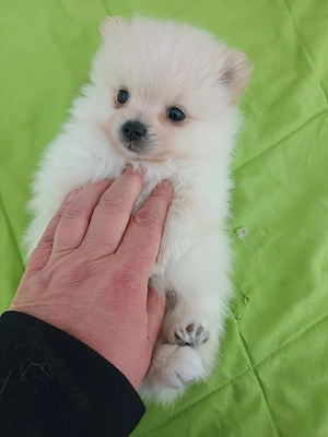 Pomeranian Zwergspitz Weibchen und Rüde