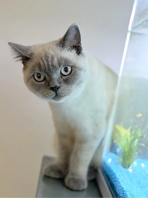 Britisch Kurzhaar Katze