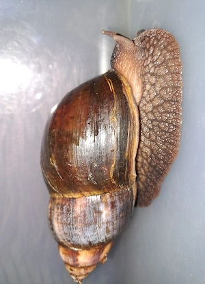 Afrikanische Riesenschneken Achatina 