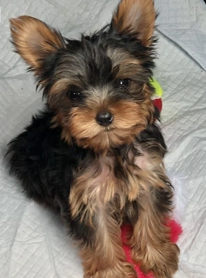 Yorkshire terrier 