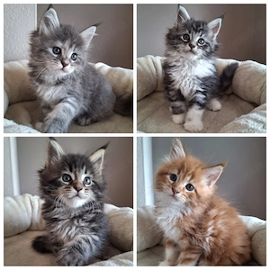 Maine Coon Kitten Katze Kater 