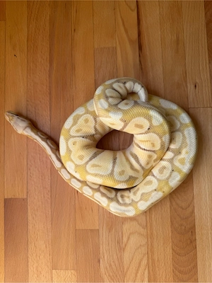 Python regius - 0.1 Banana super pastel vanilla mojave DNZ 2023