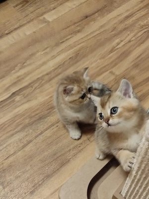 Britische Kurzhaar katzen Baby 