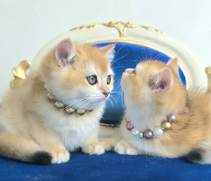 Reinrassige BKH Kitten golden