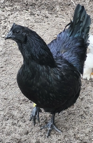 Ayam Cemani Hühnergruppe 