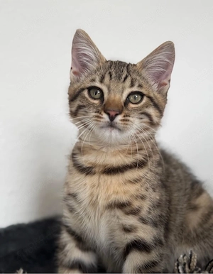 bengal mix 